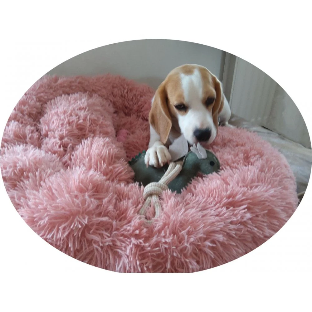 Dog Toy - Dinosaur - Image 3
