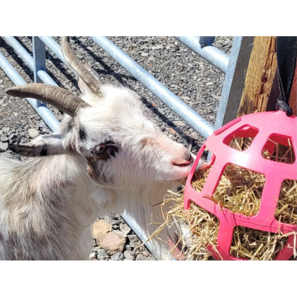 Hay Slow Feeder Fun and Flex 22cm Ball - Image 3