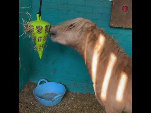 Hay Slow Feeder Fun and Flex Carrot - Image 4