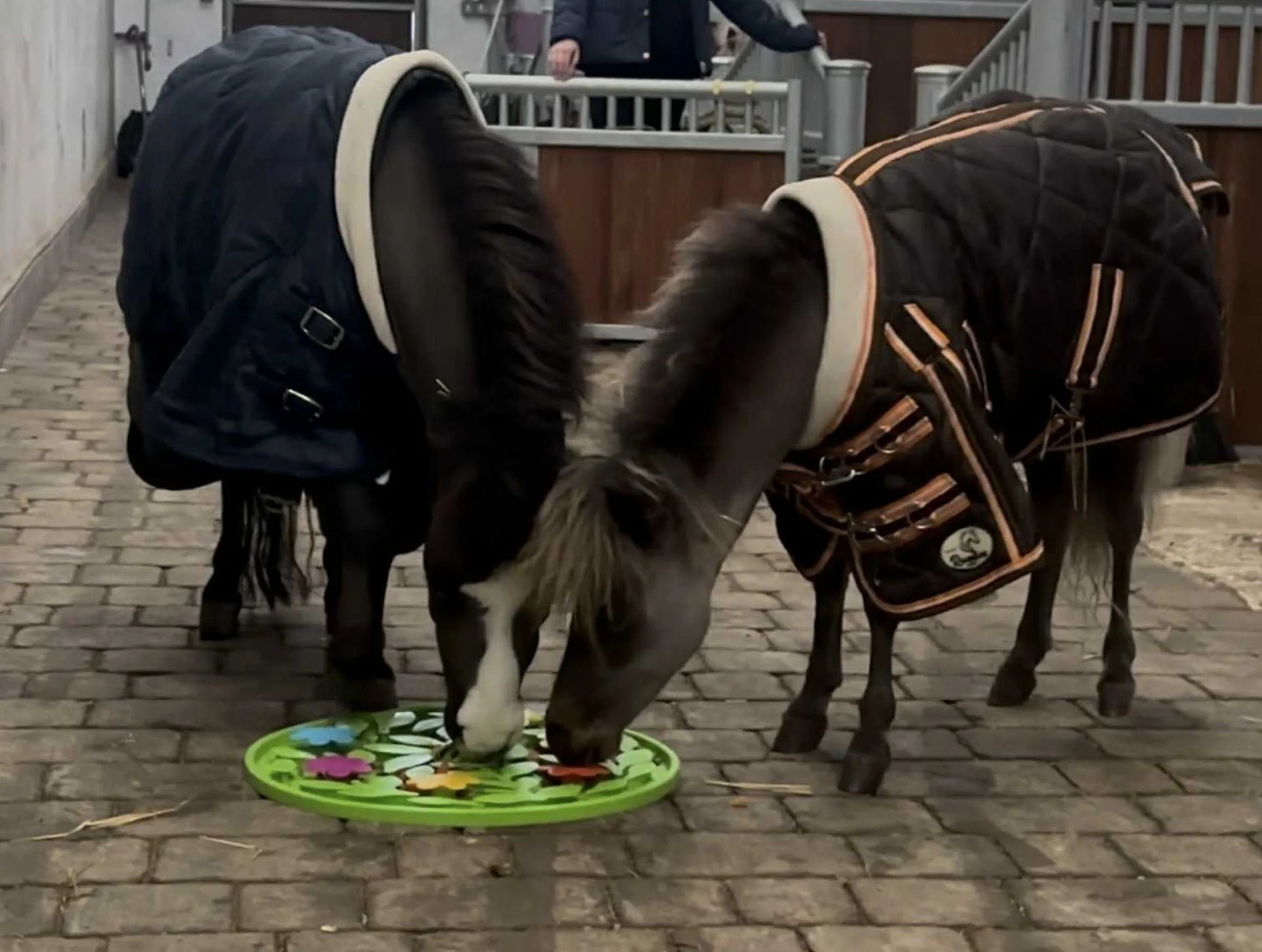 Horse-Pony-Shetland-Donkey Snuffle Treat Mat - Image 10
