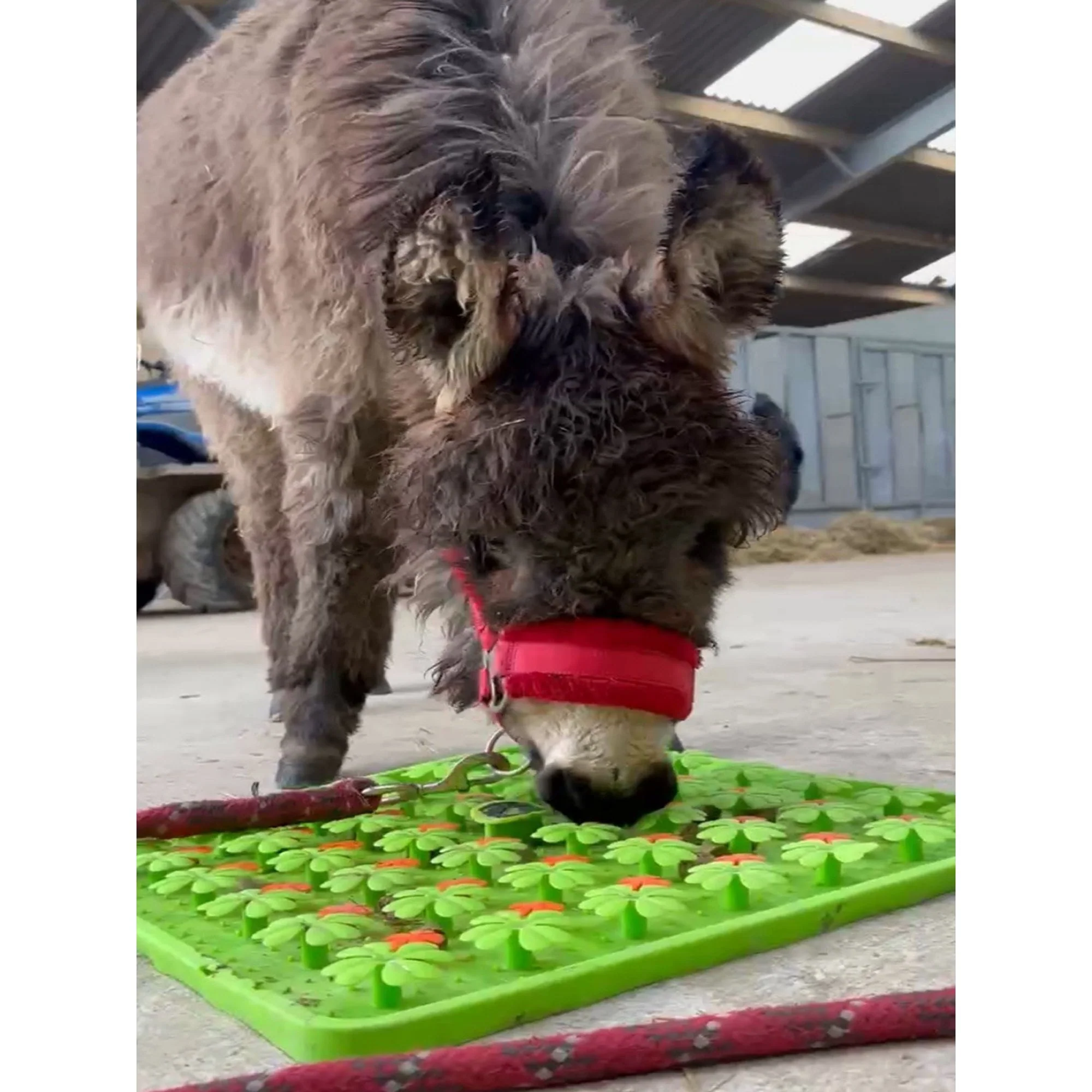 Horse-Pony-Shetland-Donkey Snuffle Treat Mat - Image 4