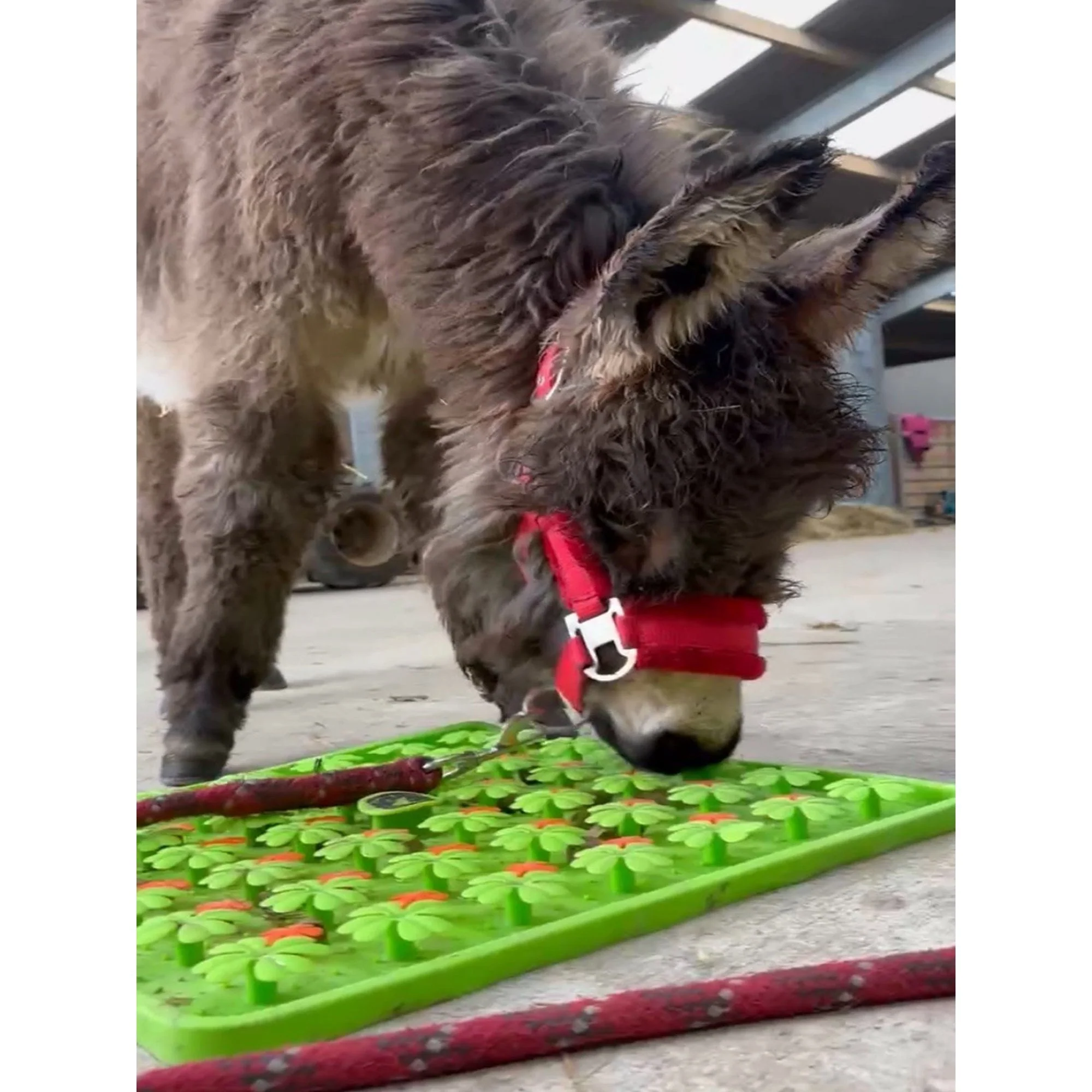 Horse-Pony-Shetland-Donkey Snuffle Treat Mat - Image 7