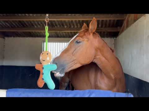 Horse Toy - Gingerbreadman - Image 4