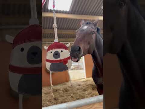 Horse Toy - Humphrey - Image 4