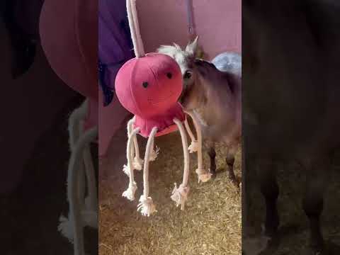 Horse Toy - Sidney Snail - Image 2