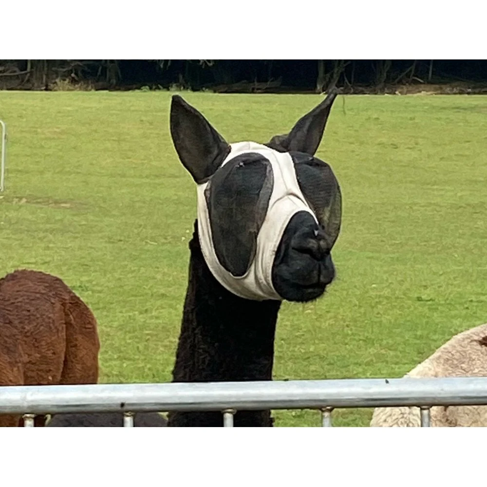 Lycra Pull On Fly Mask With Ears for Alpacas and Sheep - Image 3