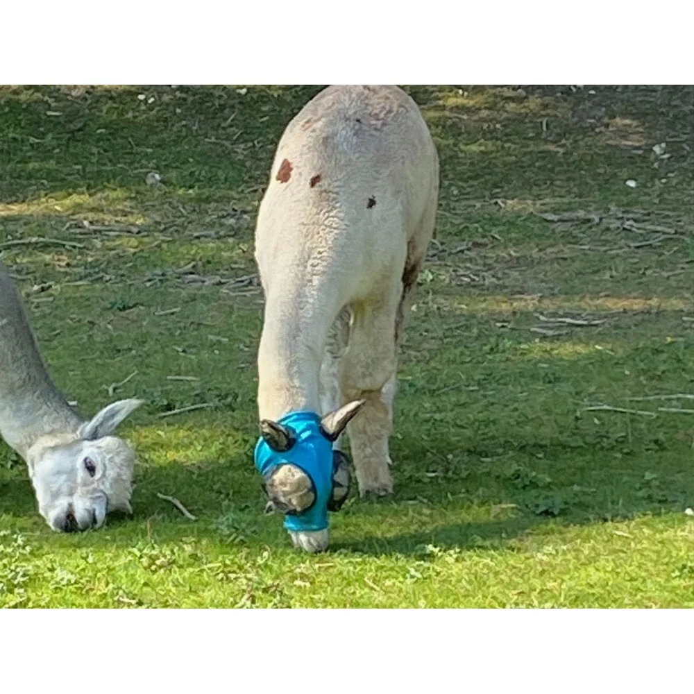 Lycra Pull On Fly Mask With Ears for Alpacas and Sheep - Image 4