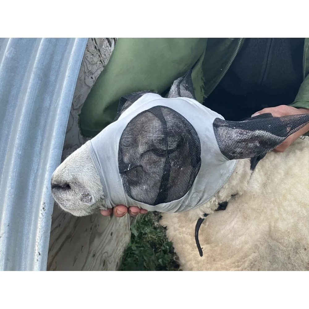 Lycra Pull On Fly Mask With Ears for Alpacas and Sheep - Image 5