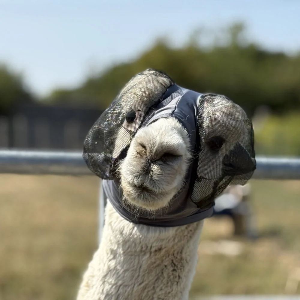 Lycra Pull On Fly Mask With Ears for Alpacas and Sheep - Image 7
