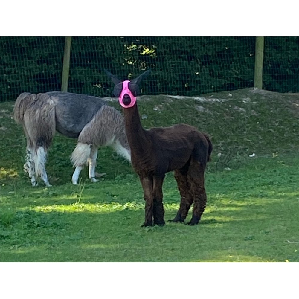 Lycra Pull On Fly Mask With Ears for Alpacas and Sheep - Image 9