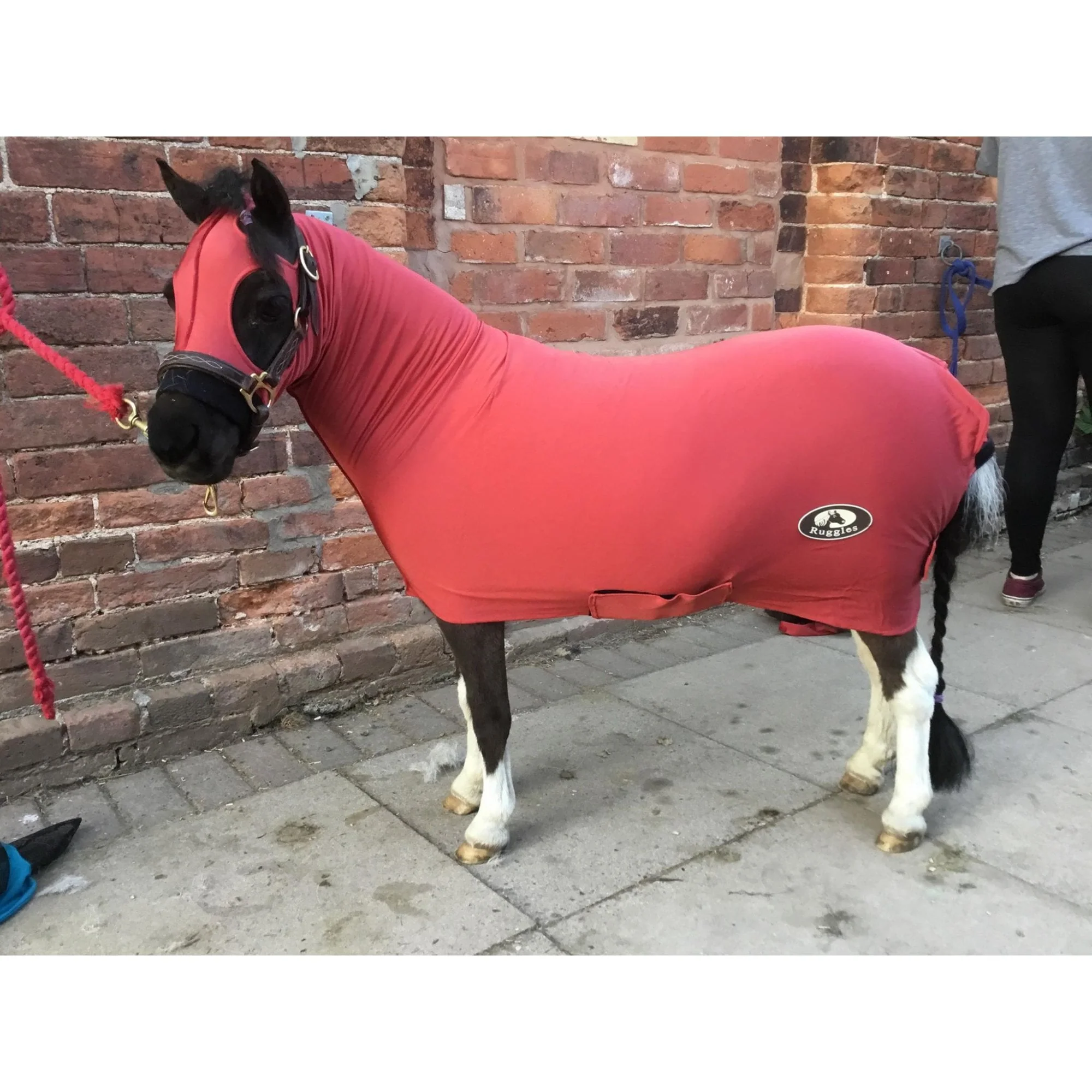 Miniature Horse Lycra Body Suit With Tail Cover - Image 9