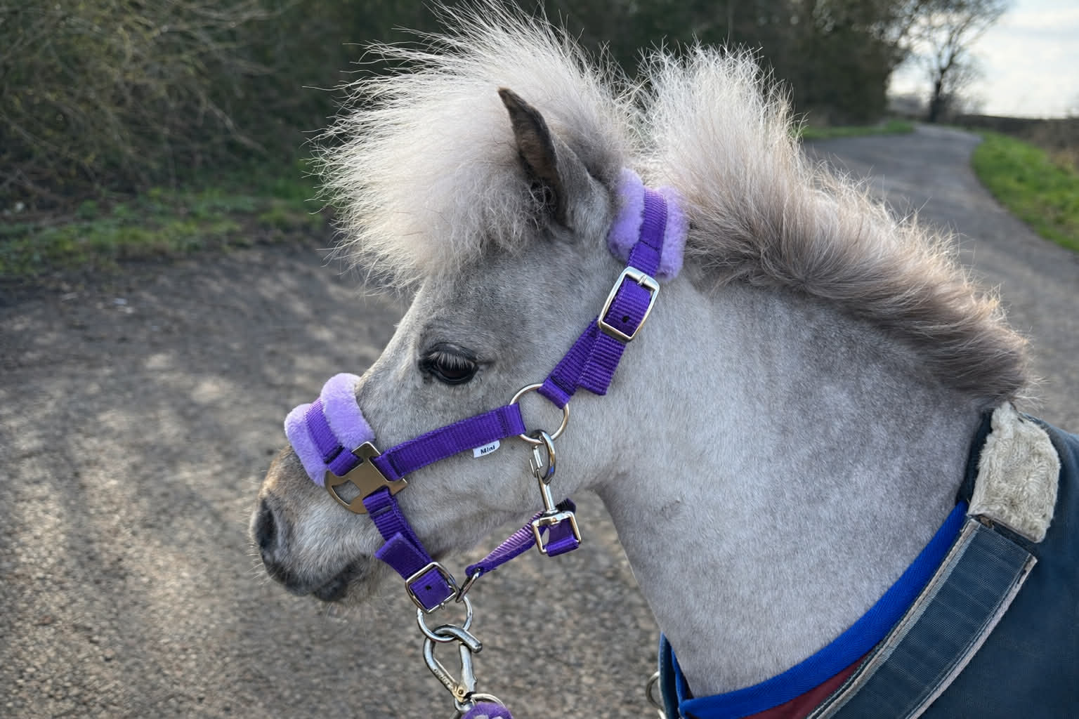 Shetland-Miniature Head Collar With Matching Fur Trim 3/4" - Image 3