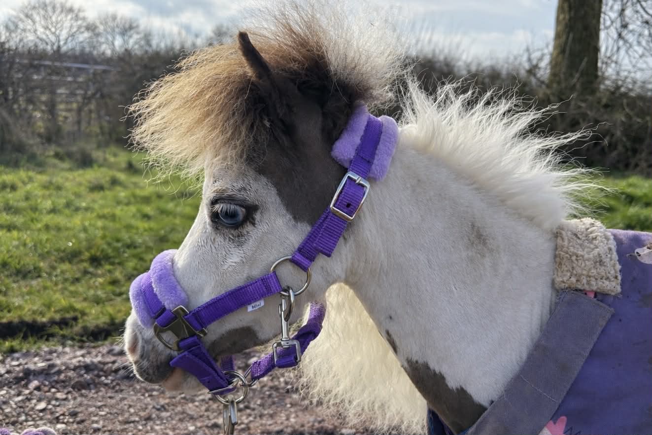 Shetland-Miniature Head Collar With Matching Fur Trim 3/4" - Image 4