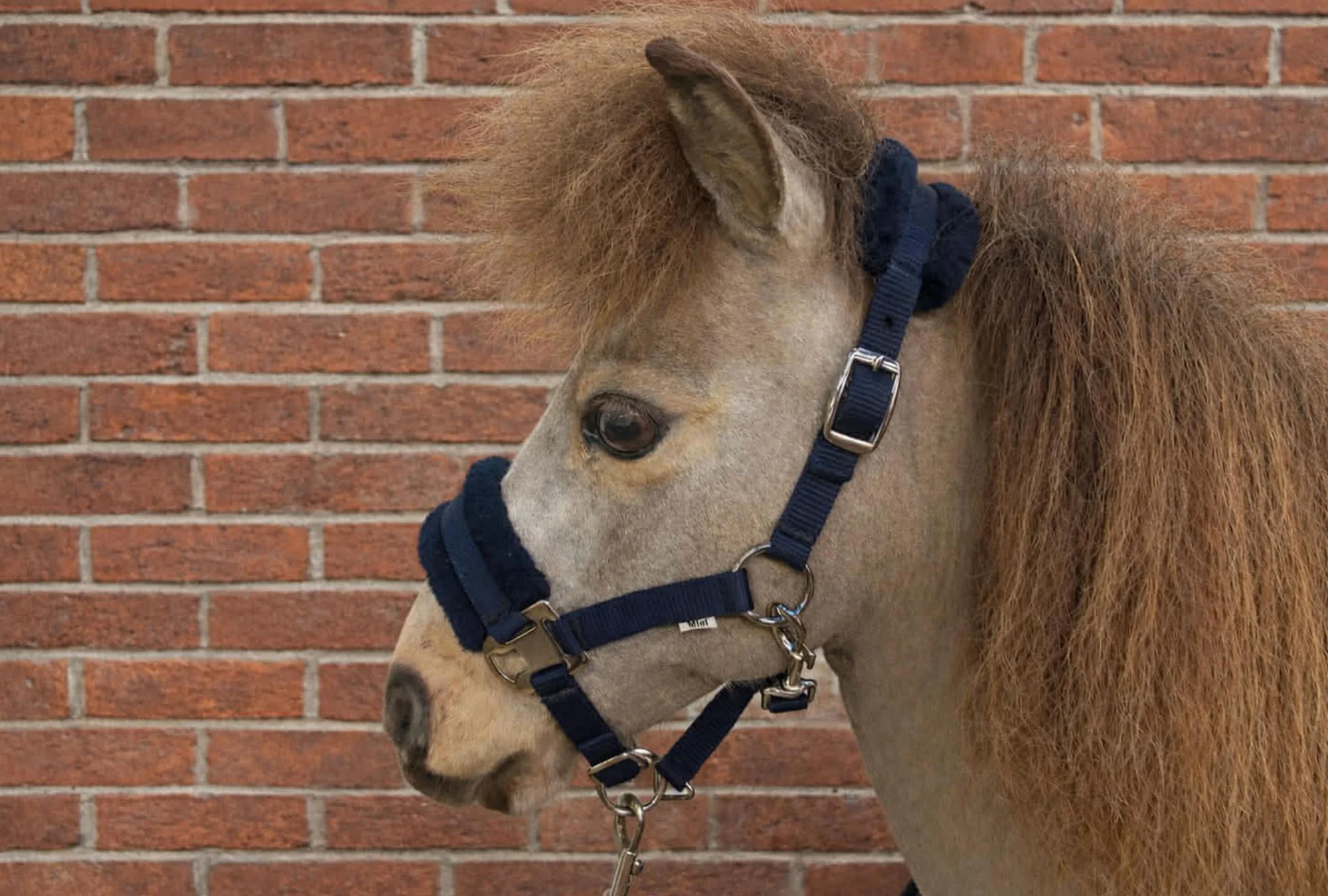 Shetland-Miniature Head Collar With Matching Fur Trim 3/4" - Image 5