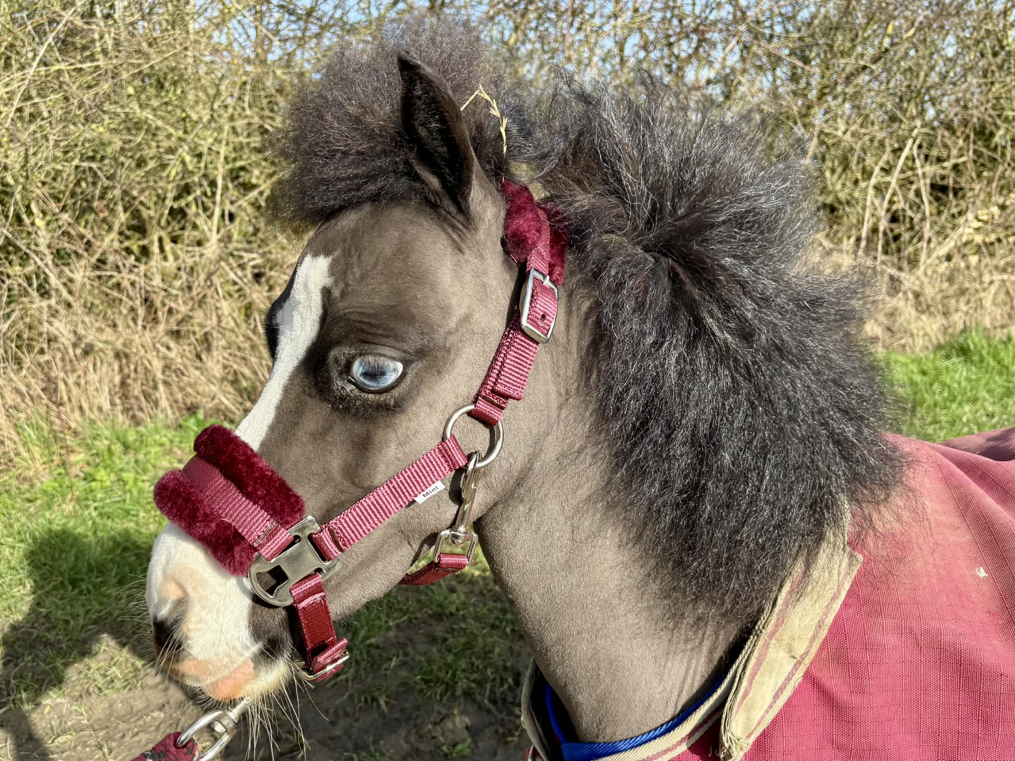 Shetland-Miniature Head Collar With Matching Fur Trim 3/4" - Image 9