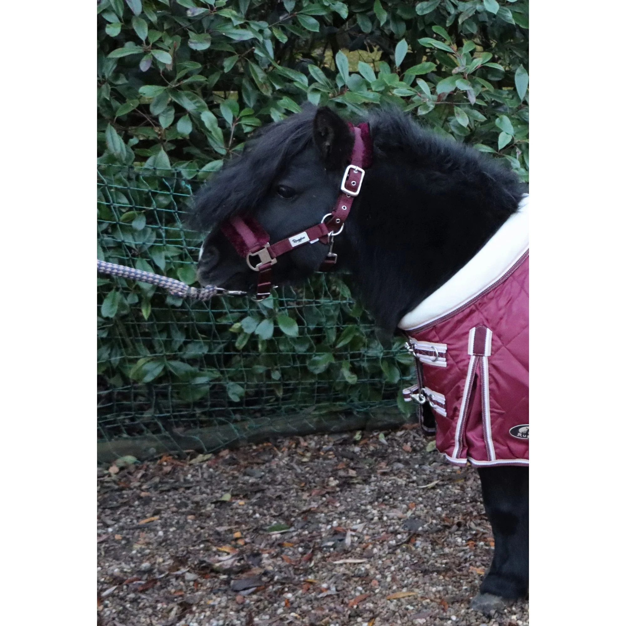 Shetland-Miniature Head Collar With Matching Fur - Image 9