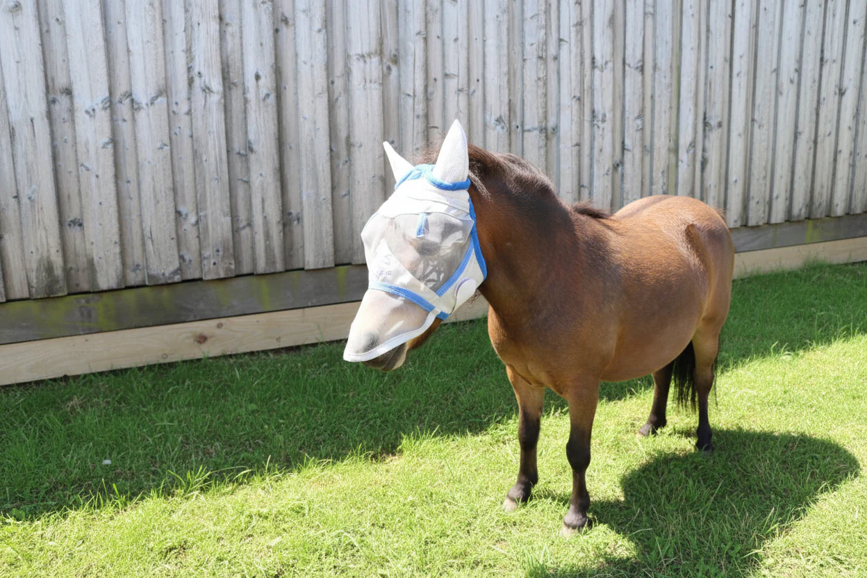 Shetland-Miniature-Section A Fly Mask - Image 11