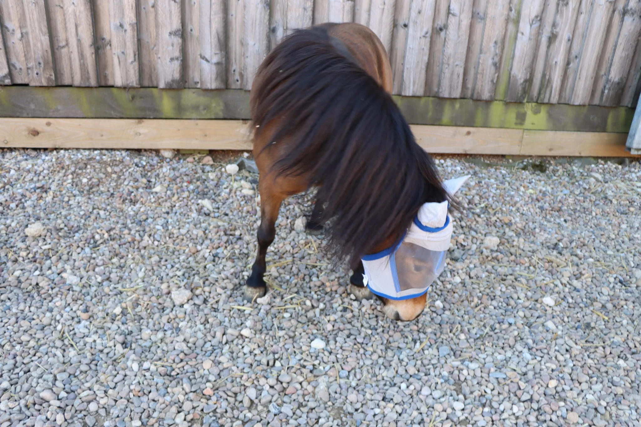 Shetland-Miniature-Section A Fly Mask - Image 12