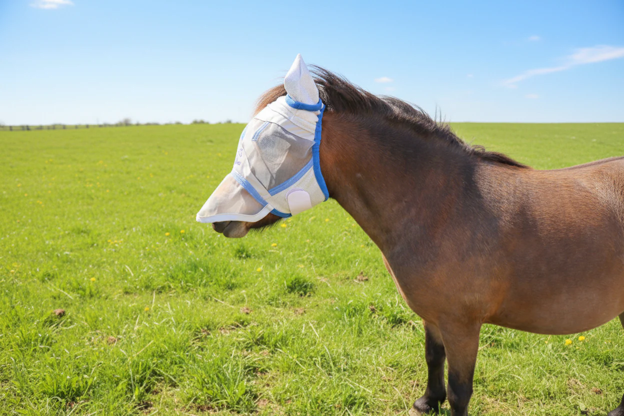 Shetland-Miniature-Section A Fly Mask - Image 6